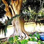 Jardim - Turisticos Албуфейра